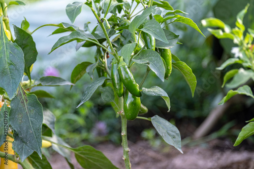 Ripe green jalapeno hot peppers hanging on a plant branch surrounded by leaves in a garden. Homegrown organic vegetable cultivation, agriculture and summer harvest season concept.