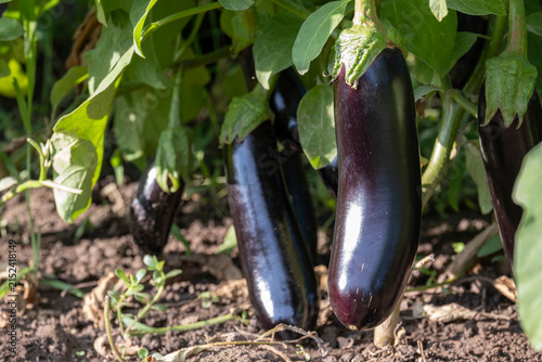 Ripe glossy purple eggplants hanging low on a bush near garden soil. Fresh organic vegetables growing, agriculture, home gardening and summer harvest concept.