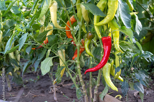 Bright red and yellow hot chili peppers growing on a bush with green leaves in a garden bed. Homegrown organic vegetable cultivation, agriculture and summer harvest concept