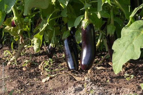 Ripe glossy purple eggplants hanging low on a bush near garden soil. Fresh organic vegetables growing, agriculture, home gardening and summer harvest concept.