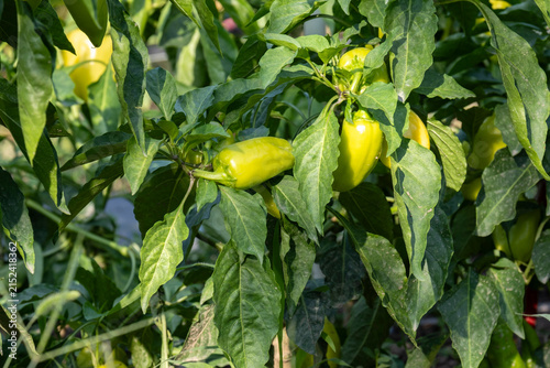 Ripe yellow sweet pepper growing on a bush surrounded by lush green foliage in a garden bed. Organic vegetable cultivation, home farming and summer harvest concept.