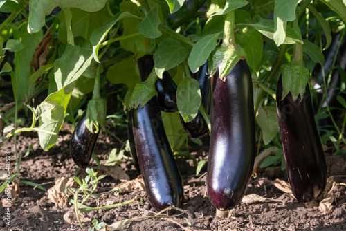 Ripe glossy purple eggplants hanging low on a bush near garden soil. Fresh organic vegetables growing, agriculture, home gardening and summer harvest concept.