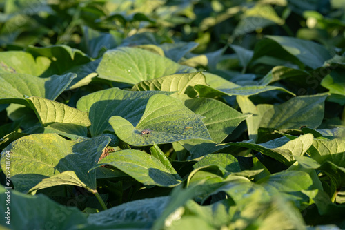 Dense green sweet potato leaves covering the garden bed under bright sunlight. Organic sweet potato foliage, plant background, agricultural growth and horticulture concept