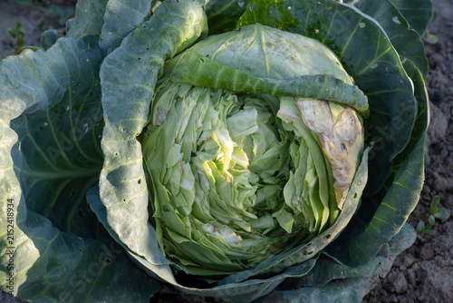 Close up of cracked green cabbage head growing in garden soil. Damaged crop, overwatering effect, vegetable diseases, agriculture problem and harvesting concept.