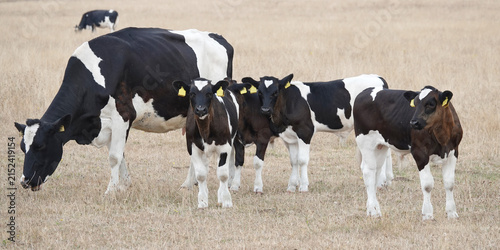 A group of Holstein cattle, consisting of an adult cow and four calves, stand in a dry, grassy field in Lower Saxony, Germany. The cow is grazing while the calves stand close