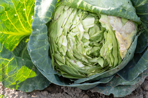 Close up of cracked green cabbage head growing in garden soil. Damaged crop, overwatering effect, vegetable diseases, agriculture problem and harvesting concept.
