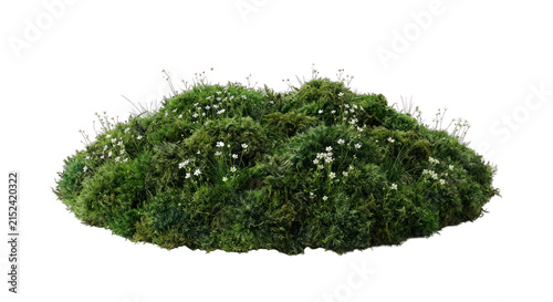 Lush green mossy mound with tiny white wildflowers and grass, isolated on white background