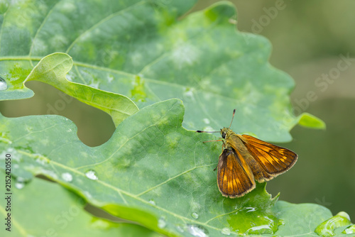 large skipper (ochlodes sylvanus) perching on an oak leaf, found in Steigerwald in Bavaria, Germany