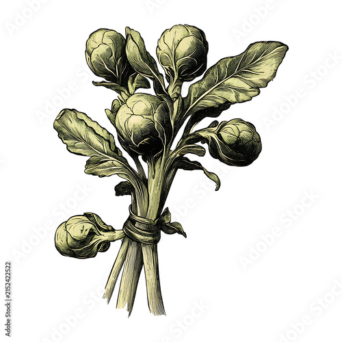 Vintage Brussels sprouts clipart on a leafy stalk, featuring compact green sprouts and textured leaves. Antique botanical style for harvest, autumn and farm produce 