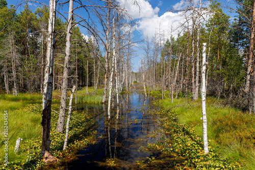 Obraz na płótnie Birch trees in a small river