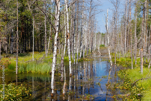 Obraz na płótnie Birch trees in a small river