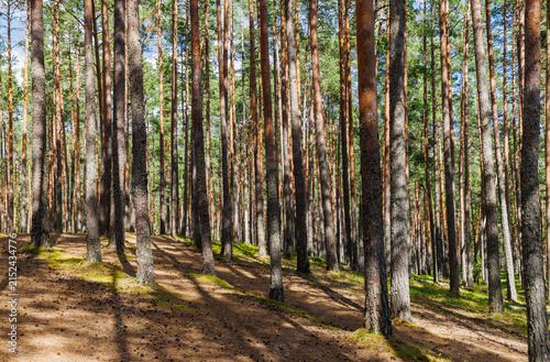 Obraz na płótnie Pine tree forest