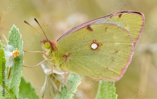 wildlife photos. photos of butterflies in natural areas.