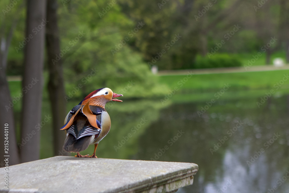 Obraz premium toucan on a branch