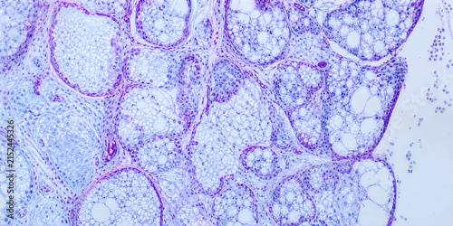 Microscopic view of tissue structure stained purple and blue revealing cellular details suitable for scientific research and education.