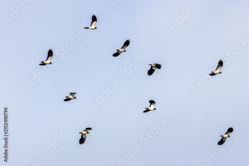 Canvas Print Flock of northern lapwings against a blue sky