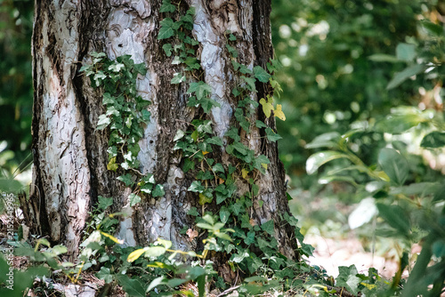 Fotografía Lierre sur tronc d'arbre dans la forêt