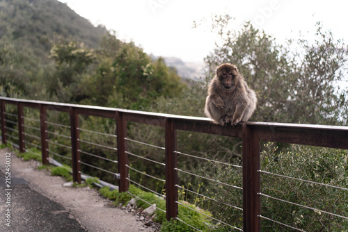 Barbary macaques sitting on a stone wall overlooking the sea in Gibraltar
