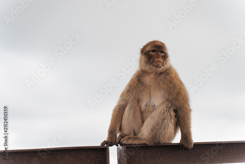 Barbary macaques sitting on a stone wall overlooking the sea in Gibraltar