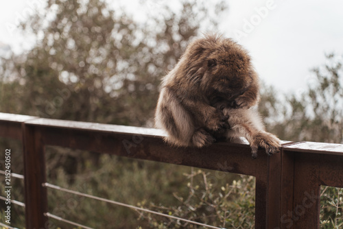 Barbary macaques sitting on a stone wall overlooking the sea in Gibraltar