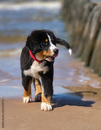 Fotografie A Swiss Mountain Dog puppy frolics and rejoices on the beach.