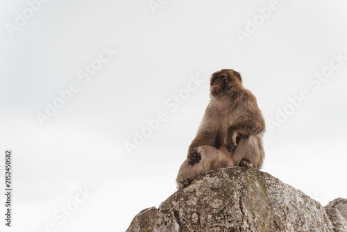 Barbary macaques sitting on a stone wall overlooking the sea in Gibraltar