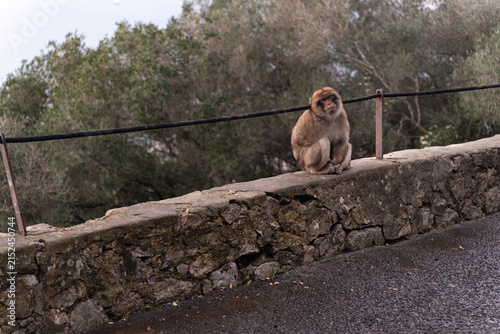 Barbary macaques sitting on a stone wall overlooking the sea in Gibraltar