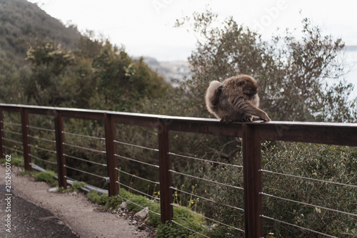 Barbary macaques sitting on a stone wall overlooking the sea in Gibraltar