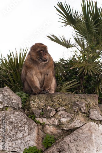 Barbary macaques sitting on a stone wall overlooking the sea in Gibraltar