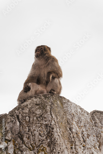 Photography Barbary macaques sitting on a stone wall overlooking the sea in Gibraltar