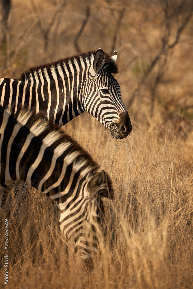 Obraz premium A group of adult plains zebras in Kruger National Park, South Africa, moving through their natural habitat. Wildlife scene featuring African zebras in the savanna landscape during a safari