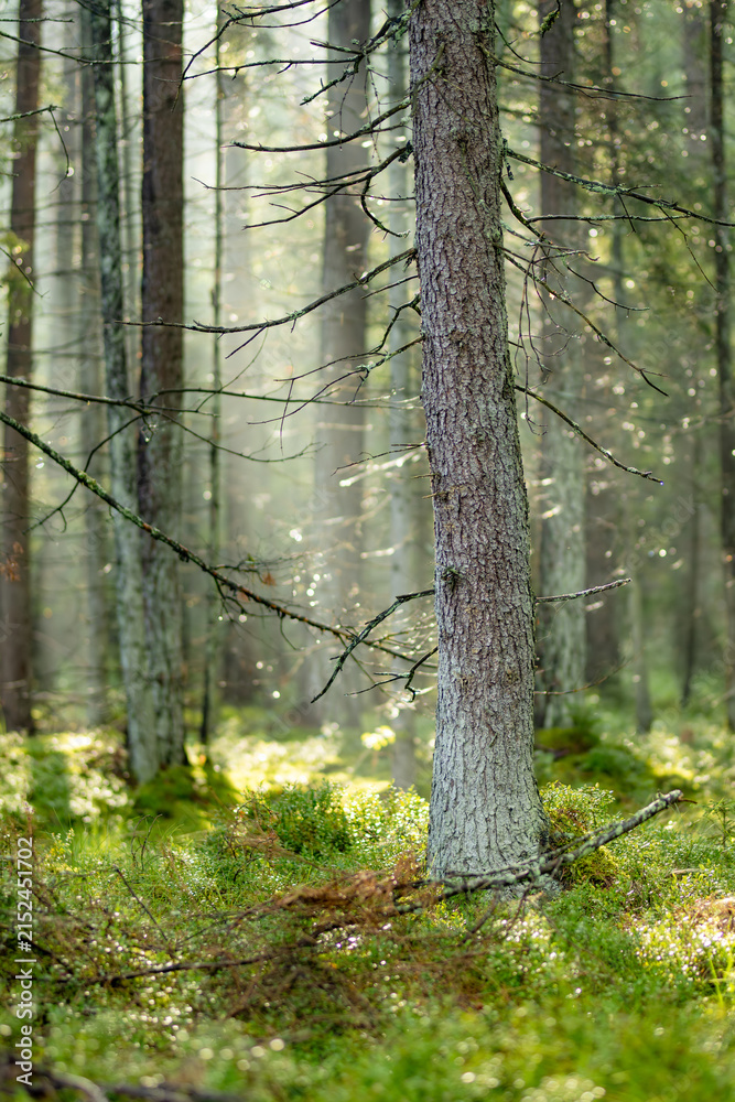 Obraz premium Sunlight filters through a quiet conifer forest with mossy ground and tall straight trees. Peaceful woodland scene creates a fresh natural atmosphere.