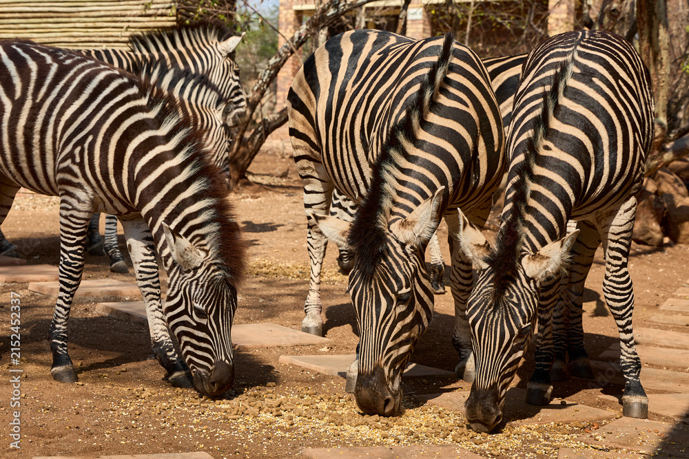 Obraz premium A herd of wild plains zebras standing near residential buildings in Marloth Park, South Africa. Free-roaming zebras visiting the residential area, illustrating the unique coexistence