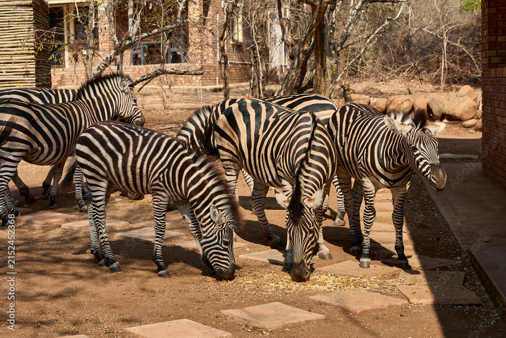 Obraz premium A herd of wild plains zebras standing near residential buildings in Marloth Park, South Africa. Free-roaming zebras visiting the residential area, illustrating the unique coexistence