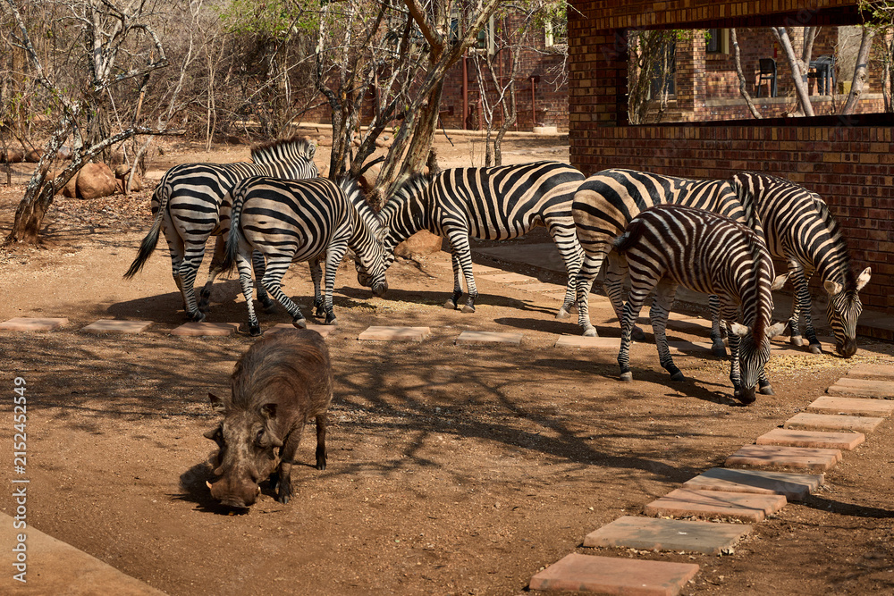 Obraz premium A herd of wild plains zebras standing near residential buildings in Marloth Park, South Africa. Free-roaming zebras visiting the residential area, illustrating the unique coexistence