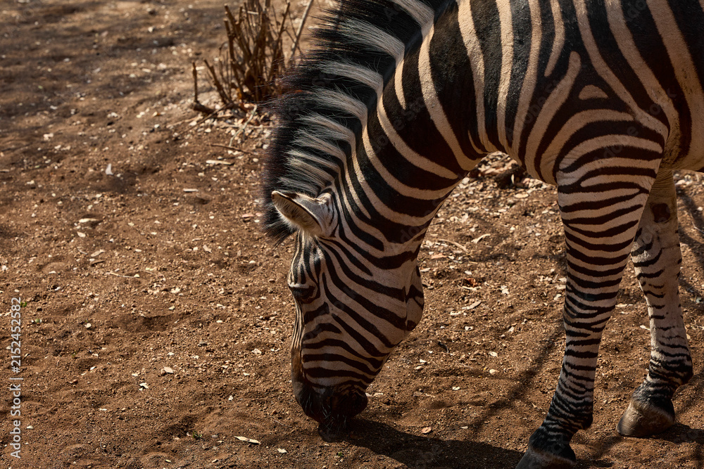 Obraz premium A herd of wild plains zebras standing near residential buildings in Marloth Park, South Africa. Free-roaming zebras visiting the residential area, illustrating the unique coexistence