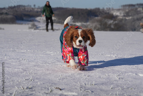 Cavalier King Charles Spaniel running happily in the snow wearing warm winter clothing