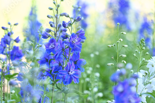 Blue delphinium larkspur growing in garden