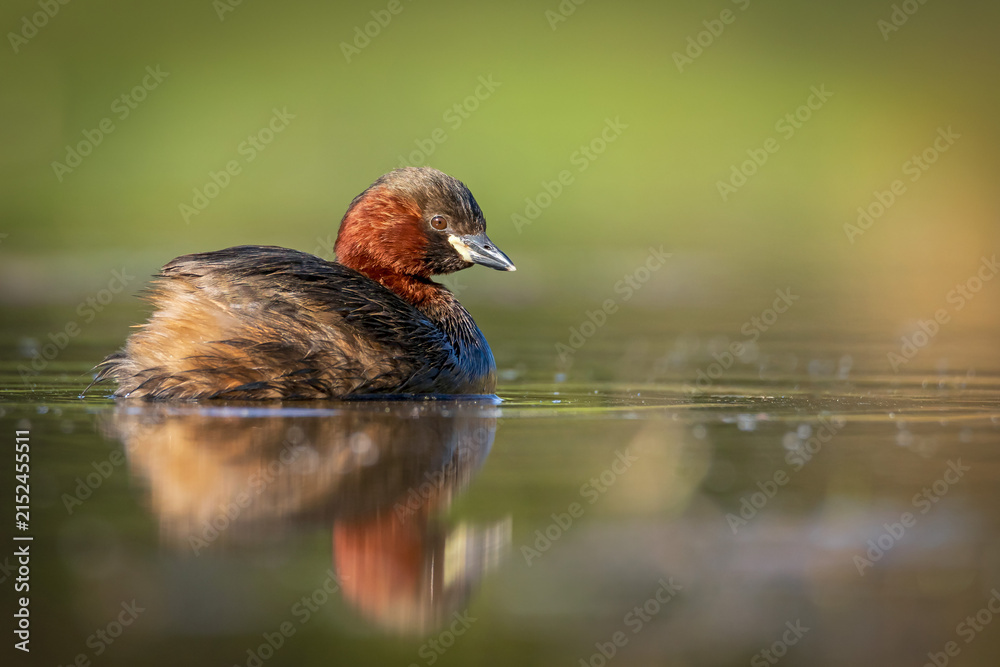 Obraz premium Little Grebe (Tachybaptus ruficollis) in breeding plumage swimming on calm water at sunrise. Low angle water-level view with soft reflection and smooth green bokeh background. 