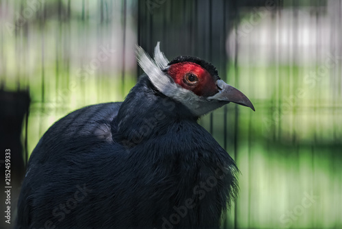 Foto A striking exotic black bird with red facial plumage and a long beak - the long-eared pheasant