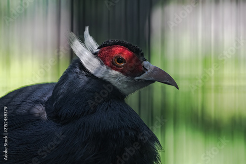 Photography A striking exotic black bird with red facial plumage and a long beak - the long-eared pheasant