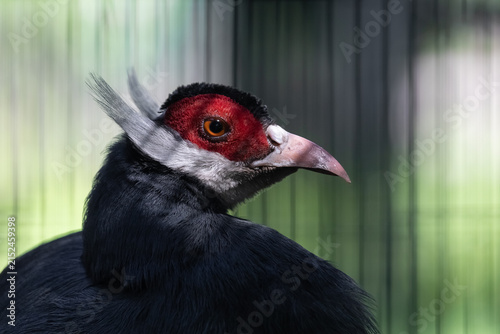 Foto A striking exotic black bird with red facial plumage and a long beak - the long-eared pheasant