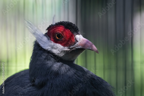 Foto A striking exotic black bird with red facial plumage and a long beak - the long-eared pheasant