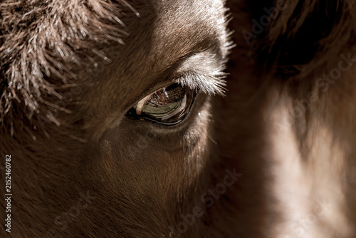 Powerful close-up of the eye and textured fur of an artiodactyl. Extremely close-up of a wildlife portrait. Focus on the expressive eye. American bison. Farm cow. Detailed fur. Reflection in the eye. 