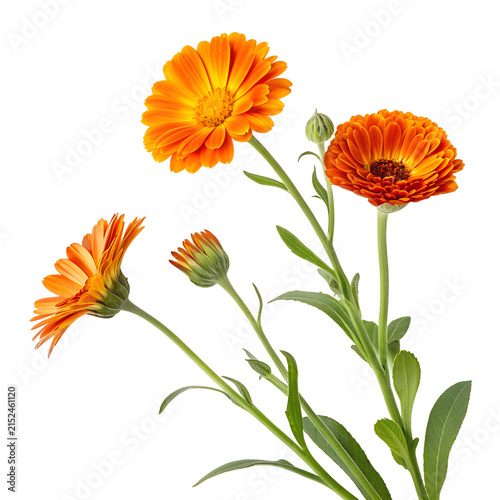 Vibrant orange calendula flowers isolated on a white background.