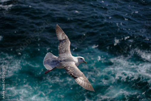 Photography seagull in flight