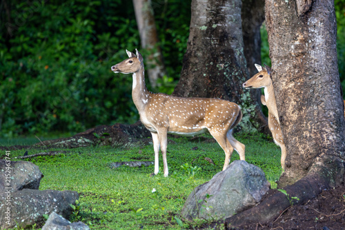 Spotter Deer photographed in Masinagudi, India