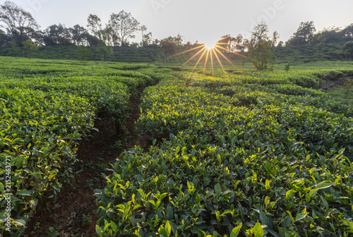 A tea plantation illuminated by morning sun rays in Sakleshpur, Karnataka