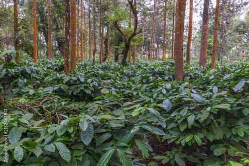 Coffee plantation in Coorg, Karnataka, India