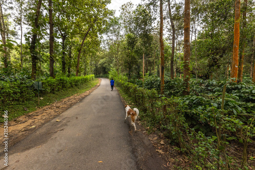A tranquil village in Coorg with a winding road and coffee estates at both sides.